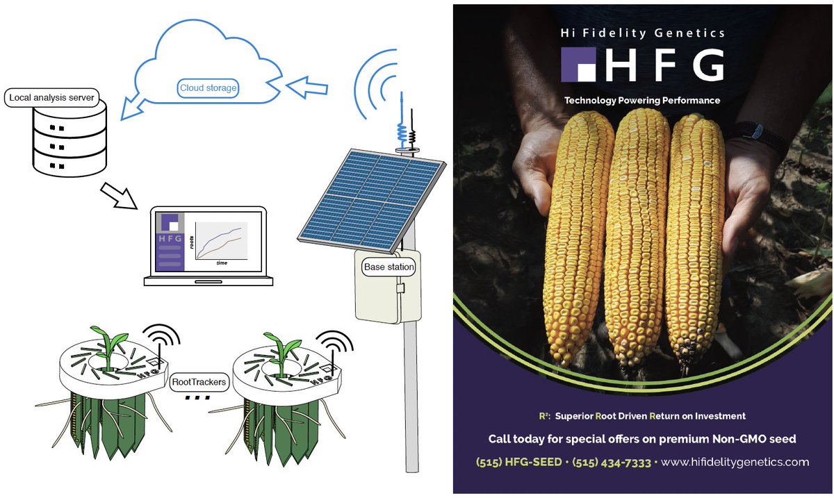 HiFiGenetics's tweet image. Combining proprietary root analysis technology and data science to deliver NON-GMO corn producers the highest quality, top performing hybrids at an affordable price. #HiFiGenetics
hifidelitygenetics.com