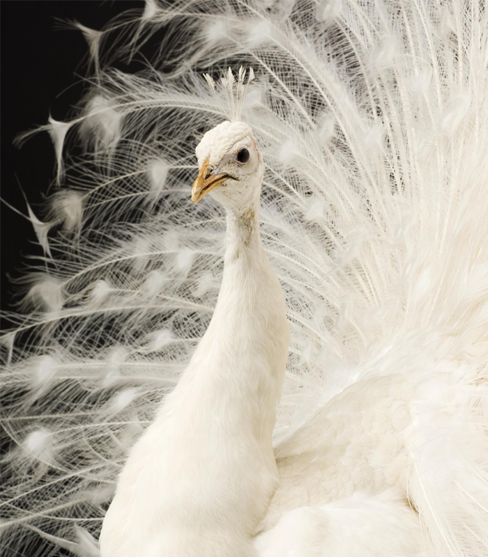 Albino peacock