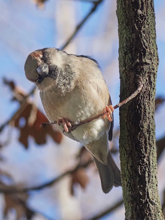 Eso que se siente cuando la naturaleza se comunica contigo. 
❤️🐦
Feliz tarde. 
Saluda @adellanotte 
gorriones.org
#gorriones #gorrion #passerdomesticus #gorrioncomun 
#aves #birds #avesdebarrio