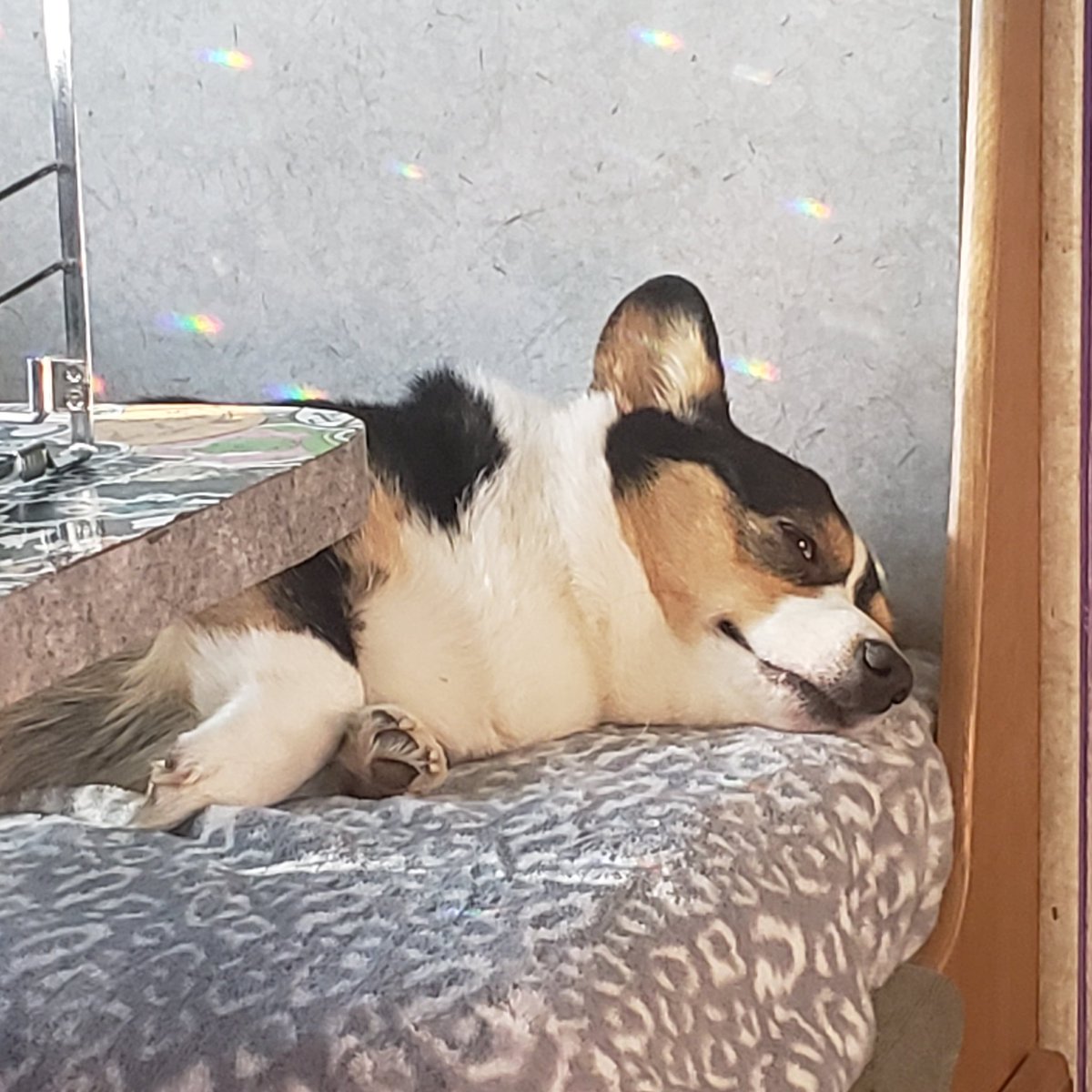 NOTLF's tweet image. My contribution to the #AOClied tag.