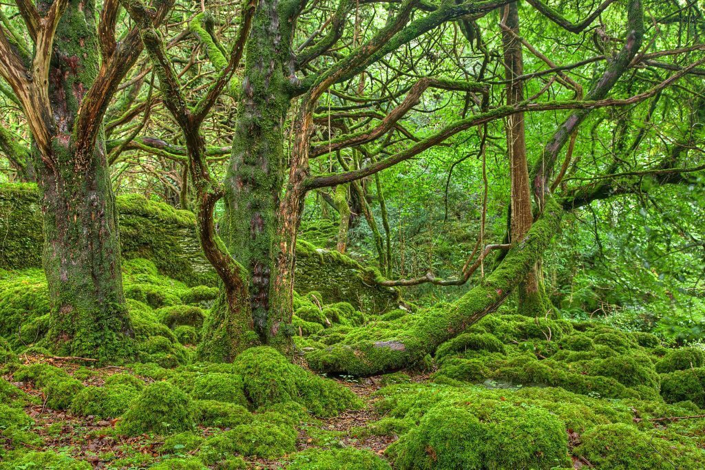 Thread: Ancient Woodland is a scientific definition meaning a site which has always been wooded since 1600AD. There are less than 100 in Ireland. My favourite is Cratloe, Co Clare which was the centrepiece of my research