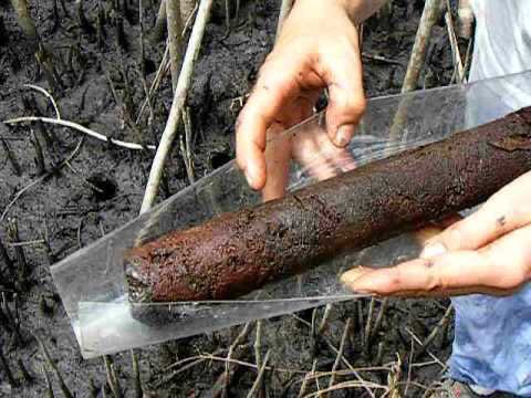 Palynology is where a core is taken of a bog. Pollen is laid down annually on the bog & survives protected in the moss as it grows. The core is sampled at intervals & inspected under a microscope & data extrapolated, carbon dated & read & vegetation identified