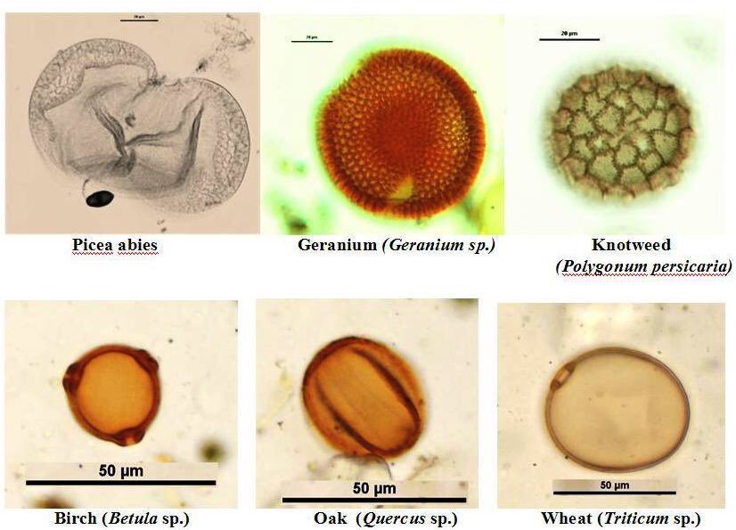 Palynology is where a core is taken of a bog. Pollen is laid down annually on the bog & survives protected in the moss as it grows. The core is sampled at intervals & inspected under a microscope & data extrapolated, carbon dated & read & vegetation identified