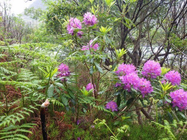 Most ancient woodland is at risk outside of the National Parks & those in the parks are being destroyed by non-native Rhododendron invasion. It looks pretty but it’s killing the oak trees slowly