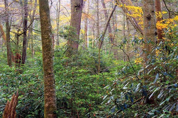 Rhododendrons damage the balance of the wood by forming a dense canopy. This stops light getting thru to the woodland floor killing all woodland plants & tree seedlings. It acidifies rain & its leaves are acid. This damages the soil & kills the fungus trees rely on