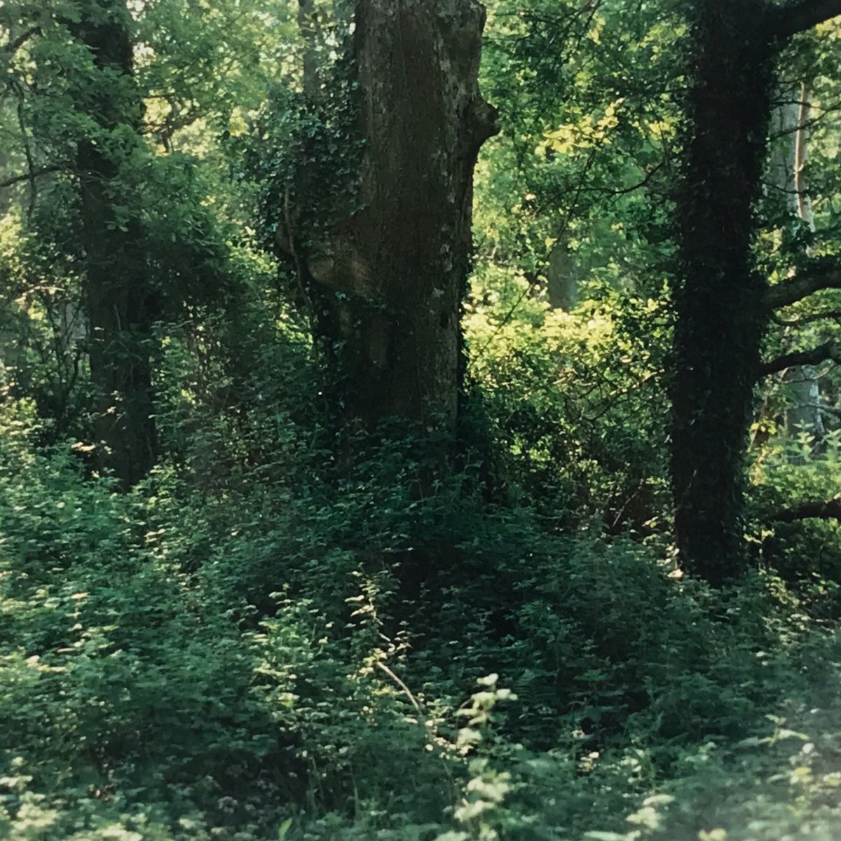 Much Irish writings & artefacts were destroyed in the centuries of war & destruction. However a surviving manuscript, Caithréim Thoirdhealbhaigh, describes hunting in Cratloe Wood in the 14th C. Mention of a wood is v rare.