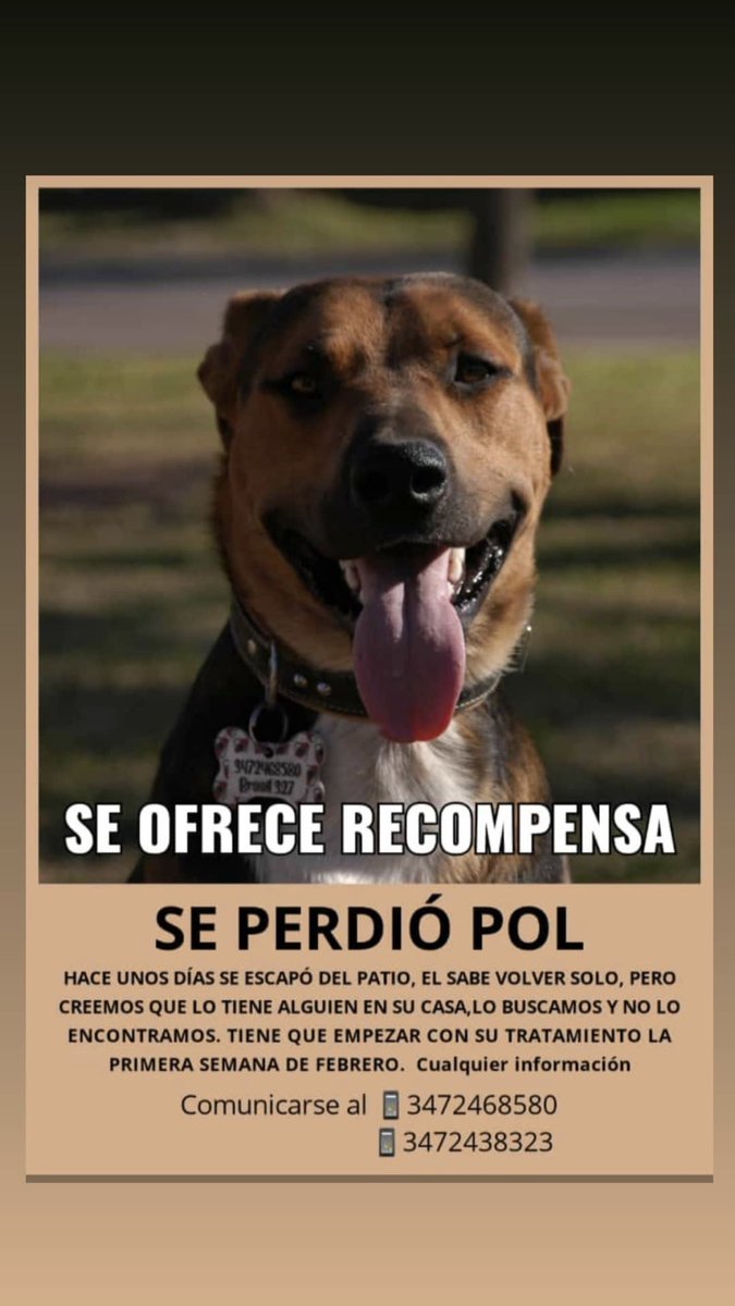 MARCOS JUAREZ NO ES TAN GRANDE COMO CORDOBA PARA QUE UN PERRO DESAPAREZCA Y QUE ABSOLUTAMENTE NADIE SEPA NADA. POR FAVOR DIFUNDIR, SI ES NECESARIO EN TODAS LAS REDES SOCIALES, ES HORRIBLE PERDER UN COMPAÑERO. GRACIAS.