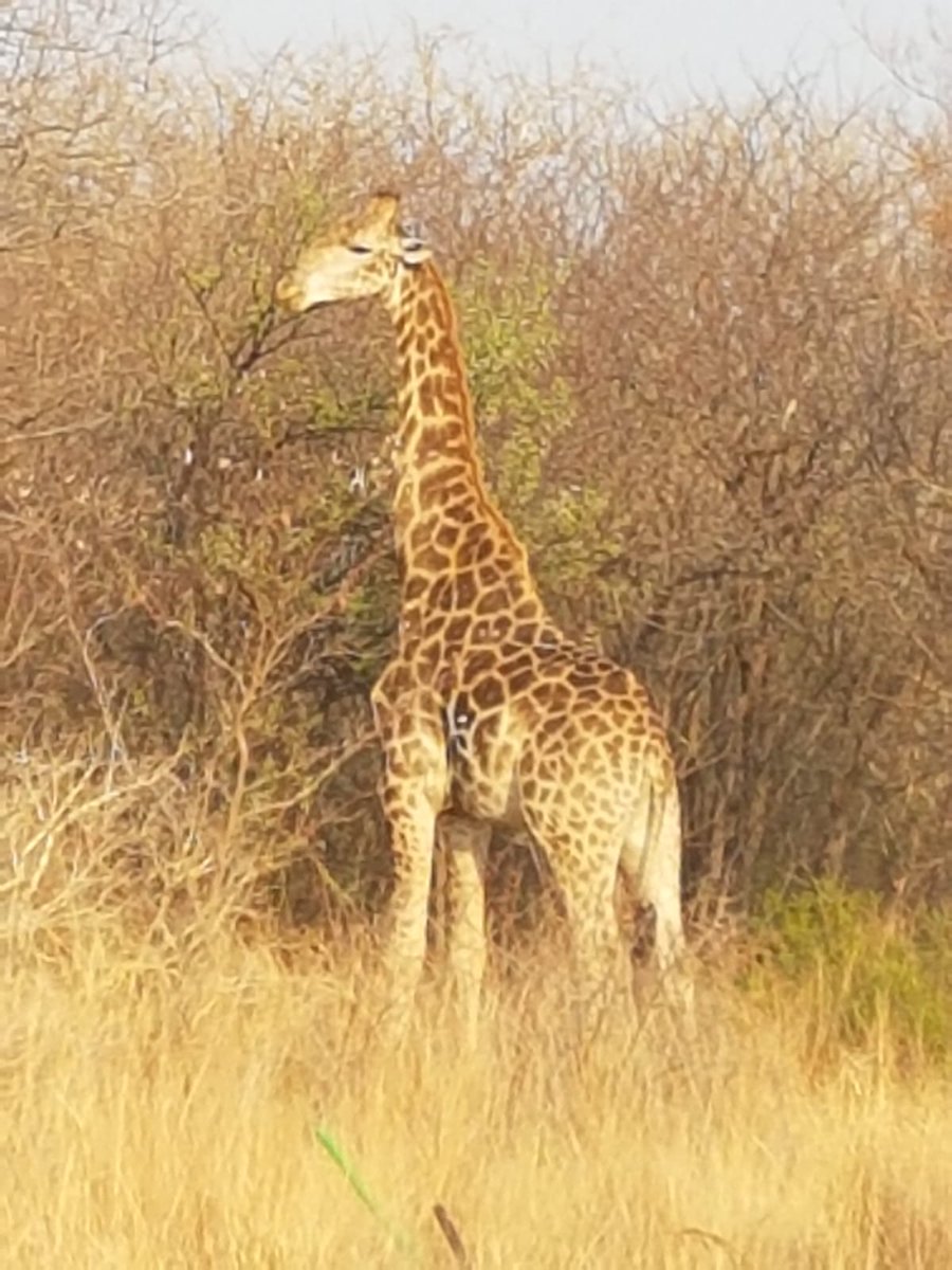 DitholoLodge's tweet photo. We love the animals we get to see during our Game Drives at Ditholo Game Lodge!
Have you booked your Game Drive yet?🦒🦓🦛🐘🐗🦉
-
-
-
#DitholoGameLodge #OrionHotels #GameDrives #AnimalSpotting #Bushlife #Limpopo #LoveLimpopo #ThisIsAfrica #Wildlife https://t.co/i7DriRRE03