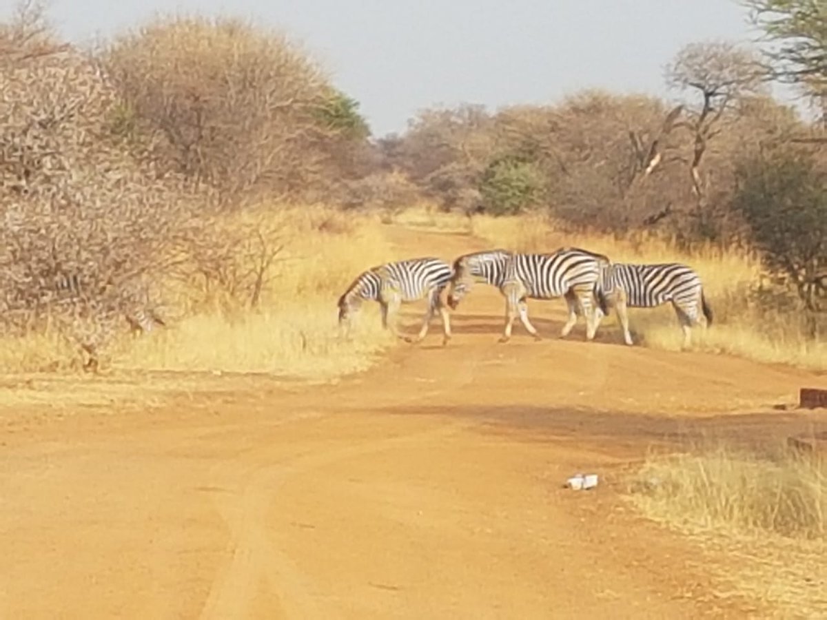 DitholoLodge's tweet photo. We love the animals we get to see during our Game Drives at Ditholo Game Lodge!
Have you booked your Game Drive yet?🦒🦓🦛🐘🐗🦉
-
-
-
#DitholoGameLodge #OrionHotels #GameDrives #AnimalSpotting #Bushlife #Limpopo #LoveLimpopo #ThisIsAfrica #Wildlife https://t.co/i7DriRRE03