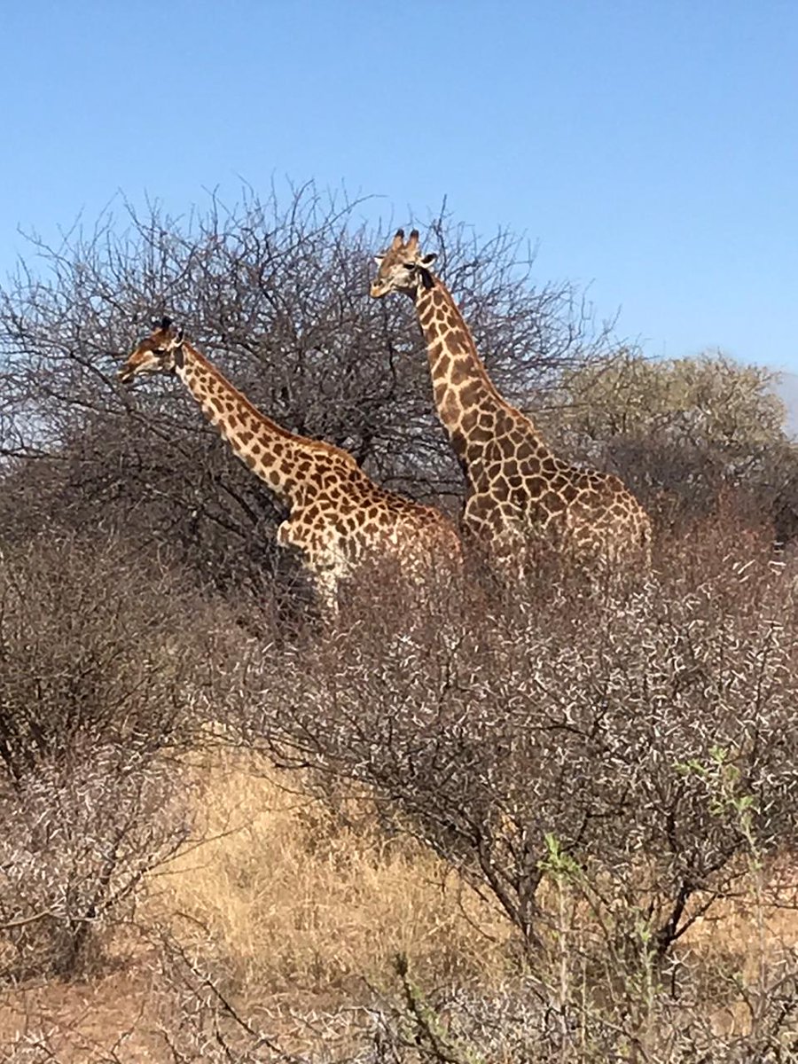 DitholoLodge's tweet photo. We love the animals we get to see during our Game Drives at Ditholo Game Lodge!
Have you booked your Game Drive yet?🦒🦓🦛🐘🐗🦉
-
-
-
#DitholoGameLodge #OrionHotels #GameDrives #AnimalSpotting #Bushlife #Limpopo #LoveLimpopo #ThisIsAfrica #Wildlife https://t.co/i7DriRRE03