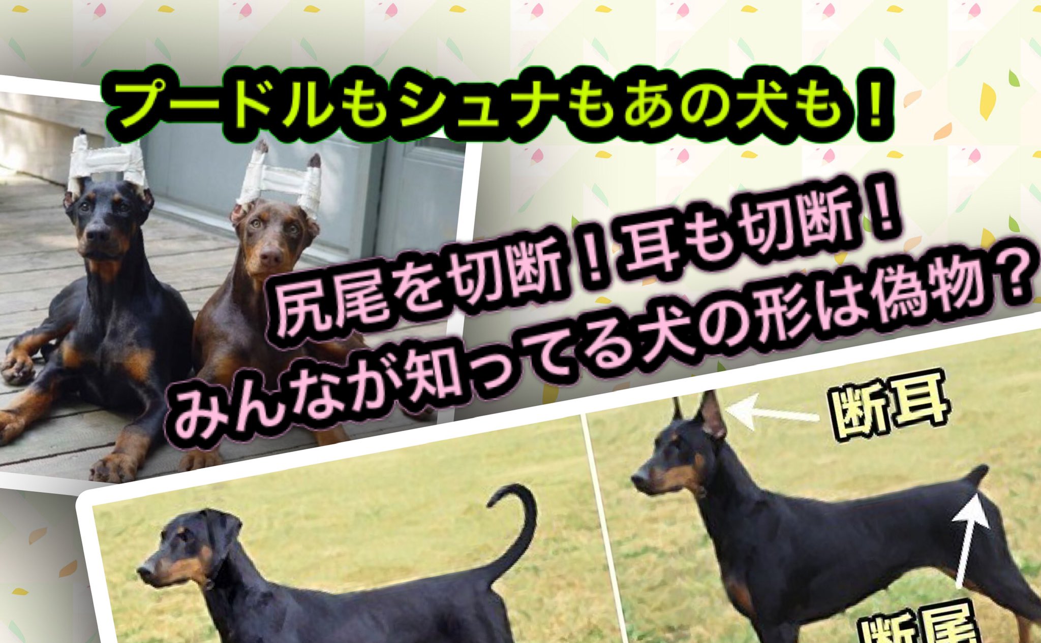 Twitter 上的 Takashi Sawaki 子犬の尻尾や耳を切ること どう思いますか プードル シュナウザー ドーベルマン T Co Ye68djma0r Youtubeより プードル 断耳 断尾 皆さんは耳や尻尾を切られる子犬をどう思いますか それを側で見て 泣き続ける母