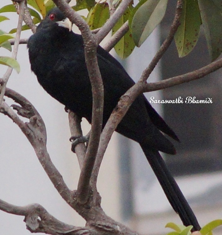 SaraswathiBL's tweet photo. Ruby Red-Eyed Glossy Black Asian Koel - Male
#birdwatching #birds #BirdsSeenIn2021 #birdwatching @birdsbeaknews #AsianBirds #BirdsPhotography #Hyderabad #hyderabadbirds https://t.co/L8h2AJJYZl