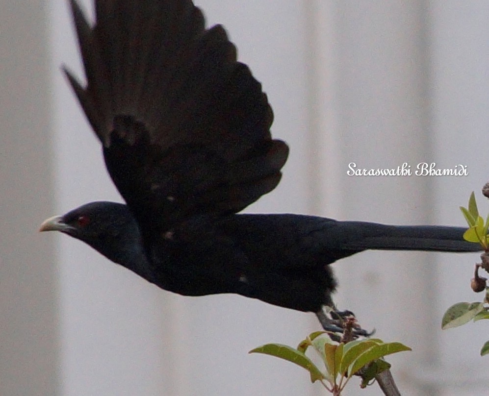 SaraswathiBL's tweet photo. Ruby Red-Eyed Glossy Black Asian Koel - Male
#birdwatching #birds #BirdsSeenIn2021 #birdwatching @birdsbeaknews #AsianBirds #BirdsPhotography #Hyderabad #hyderabadbirds https://t.co/L8h2AJJYZl