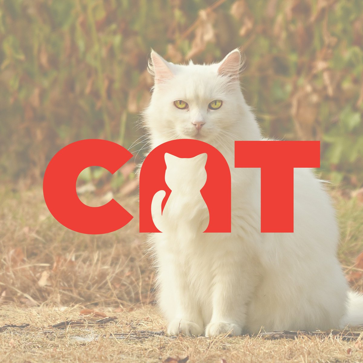 creativelogo95's tweet image. CAT Logo Concept✨

🔴 Need A Logo? DM or Email:📩
ia2154792@gmail.com

🔴 Join Us With A Follow🙏

#designinspiration #logoinitials #corporatelogo #businesscards #logoinspirations #customlogo #luxurydesign #musicproducers #needlogo

order👉👉 now👇👇👇
fiverr.com/creativelogo95…