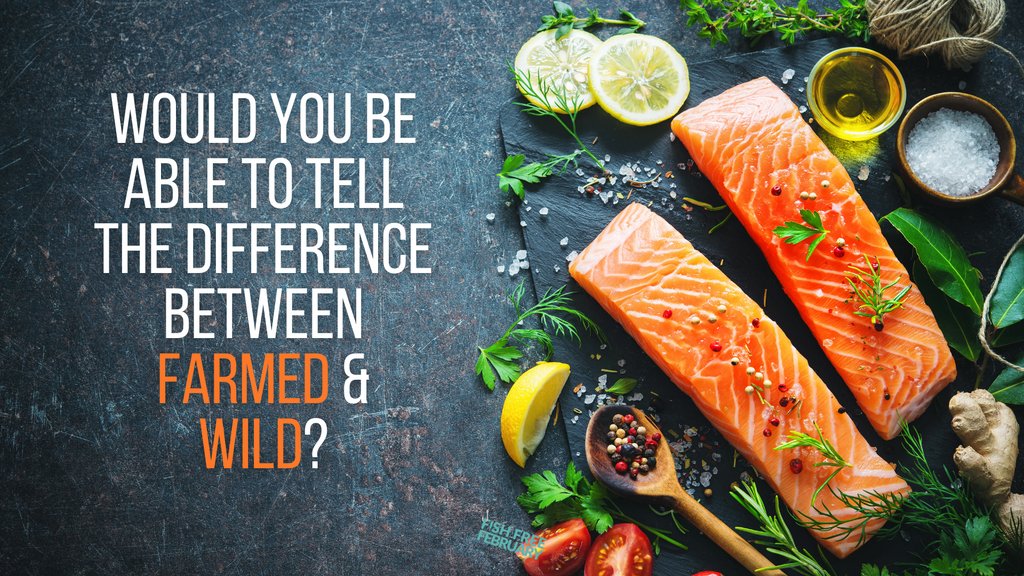 Fish_Free_Feb's tweet image. Would you be able to tell your farmed salmon from wild salmon? Your halibut from turbot fillet, or your purse seine net caught tuna from pole and line tuna? On average, 25% of seafood samples tested in DNA studies around the world were mis-labelled!
#FishFreeFebruary