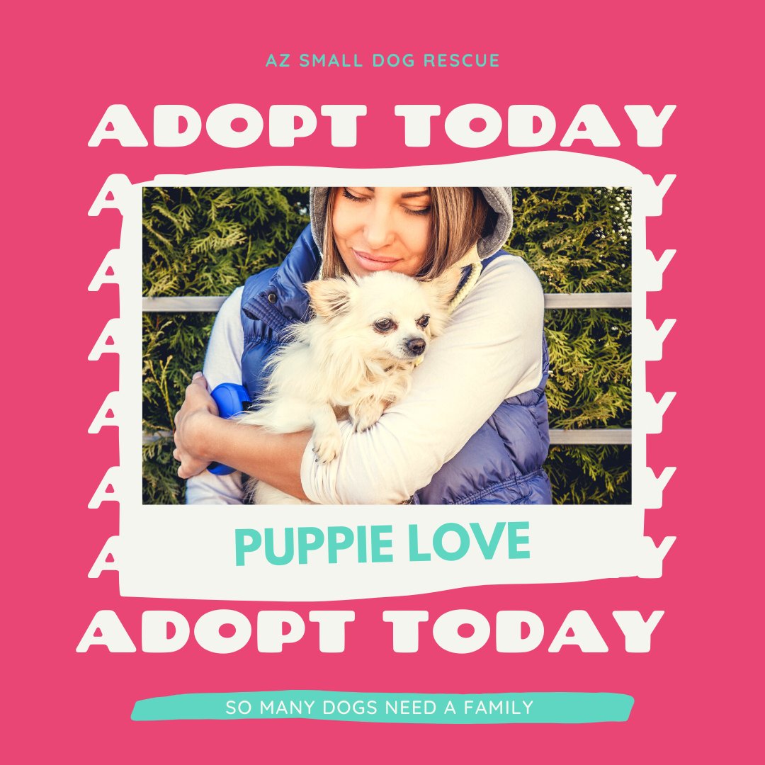 Arizona Small Dog Rescue (@AZSDRescue) / Twitter Arizona Small Dog Rescue (@AZSDRescue) / Twitter