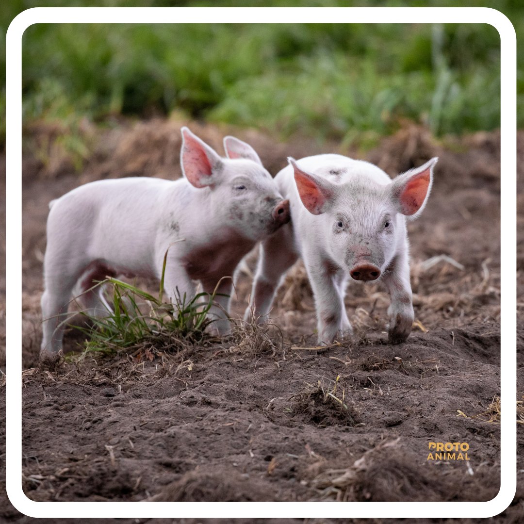 protoanimalblog's tweet photo. Pigs talk to each other all the time, and not just to say "oinc". They emit 20 kinds of sounds, used in different situations from a simple "hello, my friend" to a "I'm hungry, et's go eat.
#protoanimal #pigs #pigsofinstagram #pigstagram #pigsofig #minipigs #pigsofinsta https://t.co/Epw7eraTHi