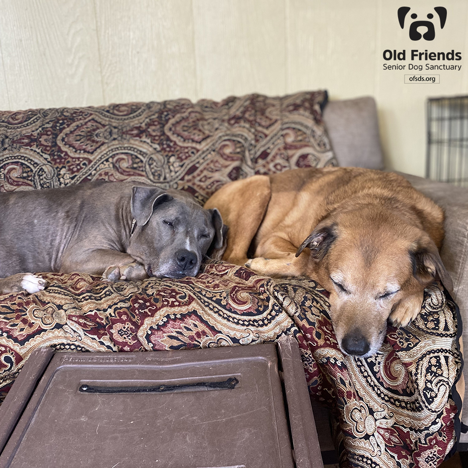 oldfriendssds's tweet photo. Asleep or Awake....they are adorable!- Tank and Duke
#ofsds #ofsdstank #ofsdsduke #seniordogs #ofsdsgoodmorning https://t.co/ROa1FIXTCp