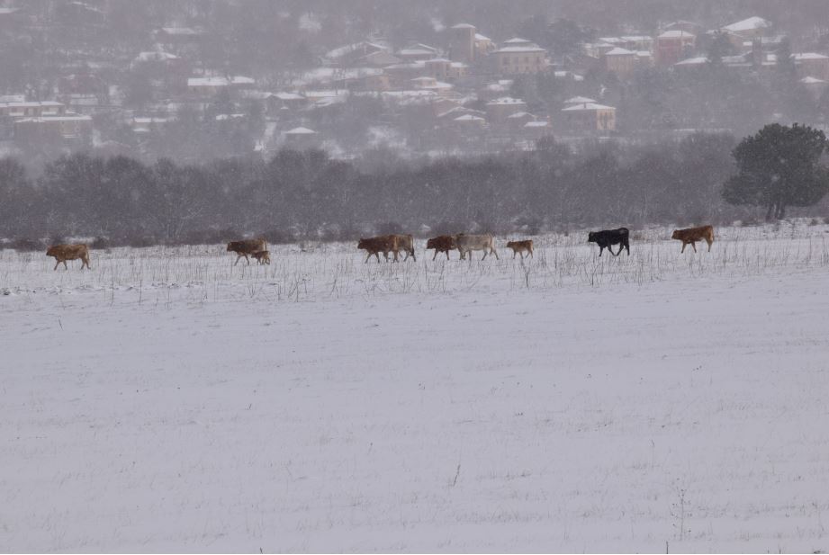 Rural Cebollera, Urbión y Cameros tweet media