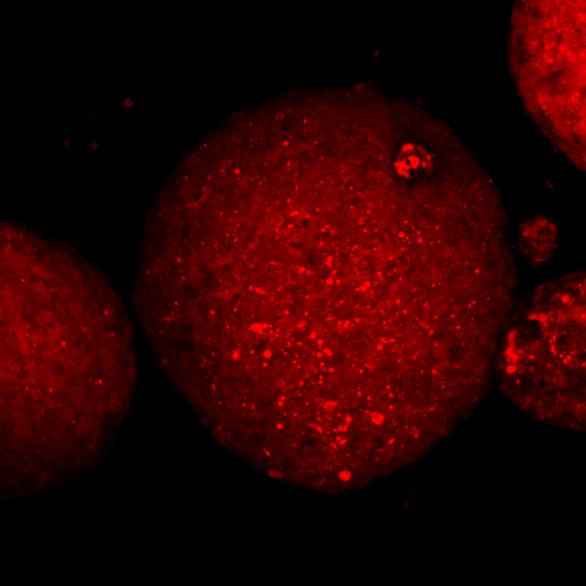 Who didn’t want to be an astronaut when they were a kid? These cells may look like the Red Planet, but they are helping us to find new cures to treat children with brain tumours so they can fulfil their dreams of space exploration! Let’s look to the stars on #WorldCancerDay