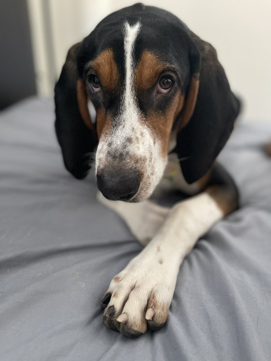 Big Poppa #mypuppydog #treewalkercoonhound #AOClied