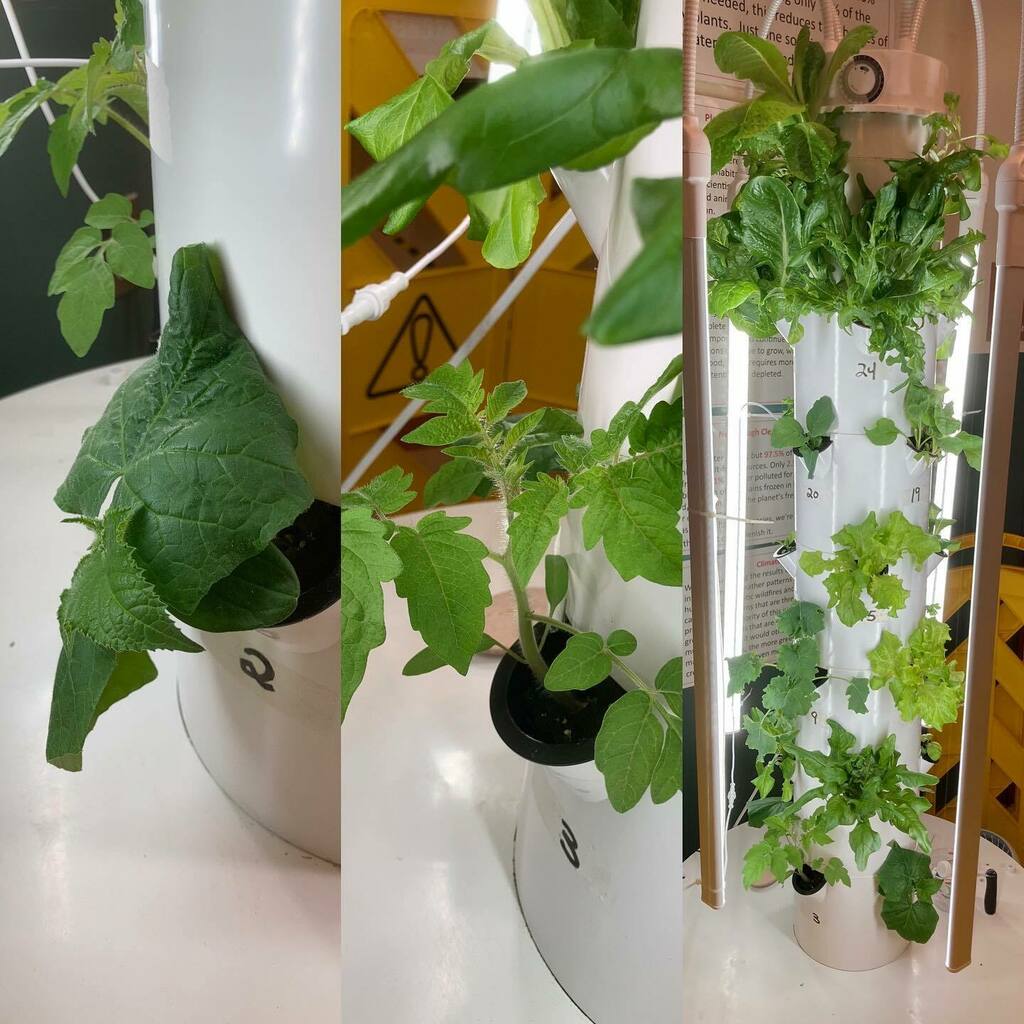 Plainedgefacs1's tweet photo. Tomatoes, cucumbers, and lettuce all doing great https://t.co/83qggmChiQ https://t.co/SBoNBIVzPD