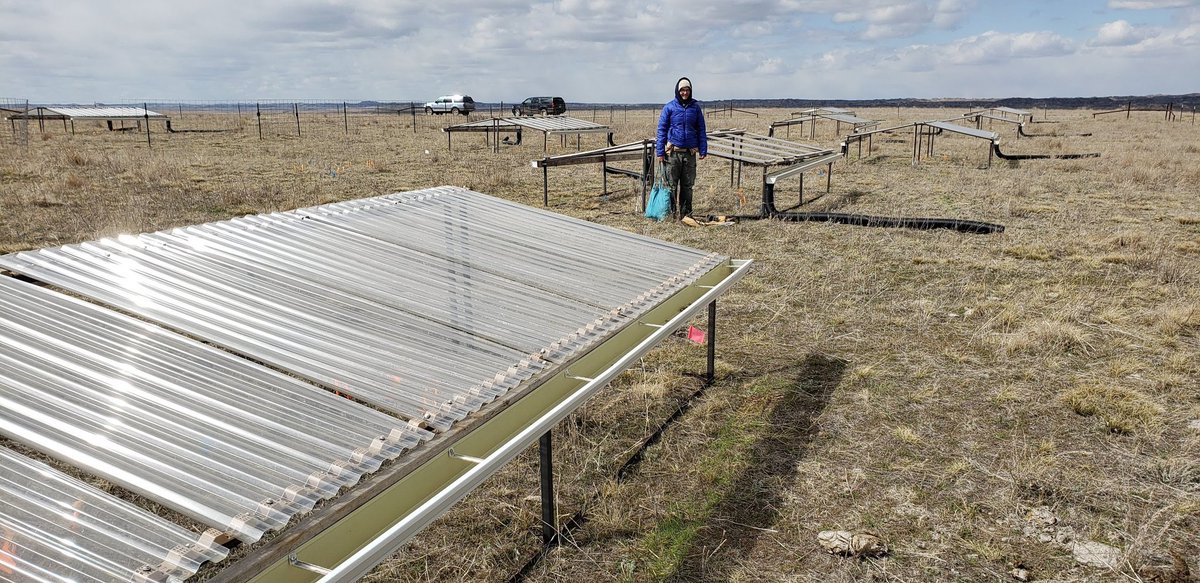 A former team member, Kailey, is putting up rain out shelters for drought simulation studies at USDA-ARS Fort Keogh. This help producers make grazing management decisions during drought. #droughtresilence #droughtontherange #ranchingindrought <a href="/drkimkomatsu/">Kim Komatsu</a>  <a href="/SallyKoerner/">Dr. Sally Koerner</a>