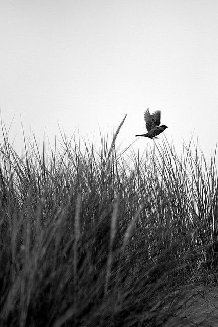 “...bir kuş olup gitsem...”