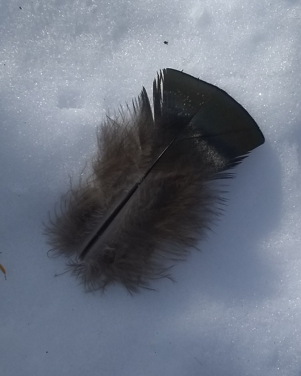 bookbridgepress's tweet photo. My son spotted and identified this turkey feather on a hike yesterday before we came upon a rafter of turkeys hanging out on a brush pile. We also found and identified multiple animal tracks. #outdoorclassroom #naturewalk #naturecenter #winterisbeautiful #getoutsideforawalk!❄️💙 https://t.co/2gdEKlqivG