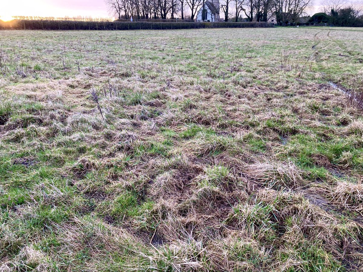 8. because it has to cross what Christopher Taylor calls ‘hummocky ground’: ground that traps the water as it’s uneven. Partly because, as in this field, it’s full of anthills, an indication that it hasn’t been ploughed for centuries, and partly because