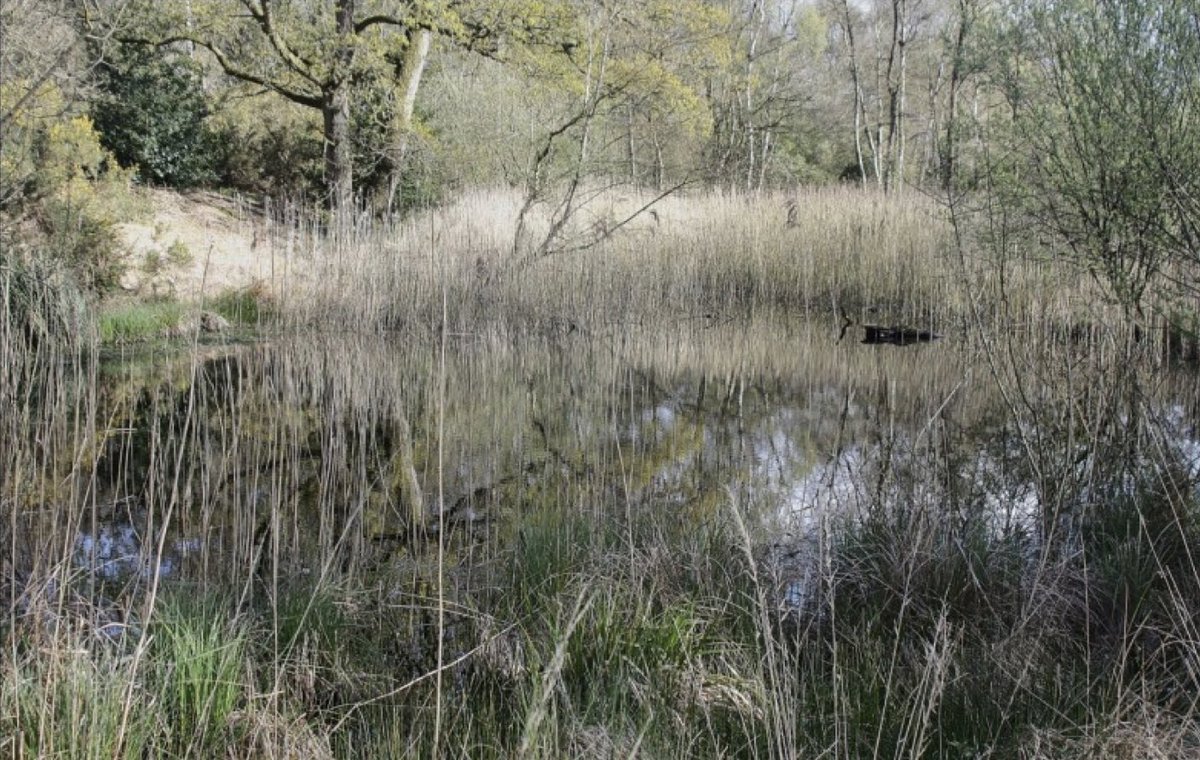 9. the surface was (before ploughing) interrupted by ponds, small and large, each surrounded by a low bank. They are called pingos. Like this one still surviving in Norfolk, they are remnants in the landscape of the ice age. (Photo  https://freshwaterhabitats.org.uk/wp-content/uploads/2018/09/Stow-Bedon-Common-Survey-Report-2016.pdf)