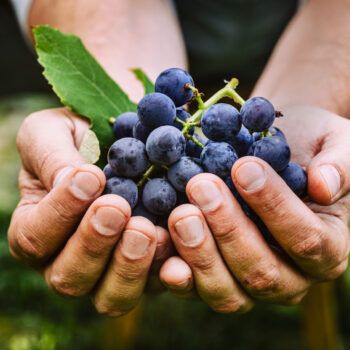 ShopEase2020's tweet photo. Liv-ex has noted that buying demand from Asia is driving activity in 2009 vintage wines, especially from Bordeaux which currently accounts for 71% of trade by value in 2009 wines sold.
#YearOfOX #WineUpdate #VintageWine
Read the full article:
https://t.co/fZfJKjSO08 https://t.co/yNfT14fC4U