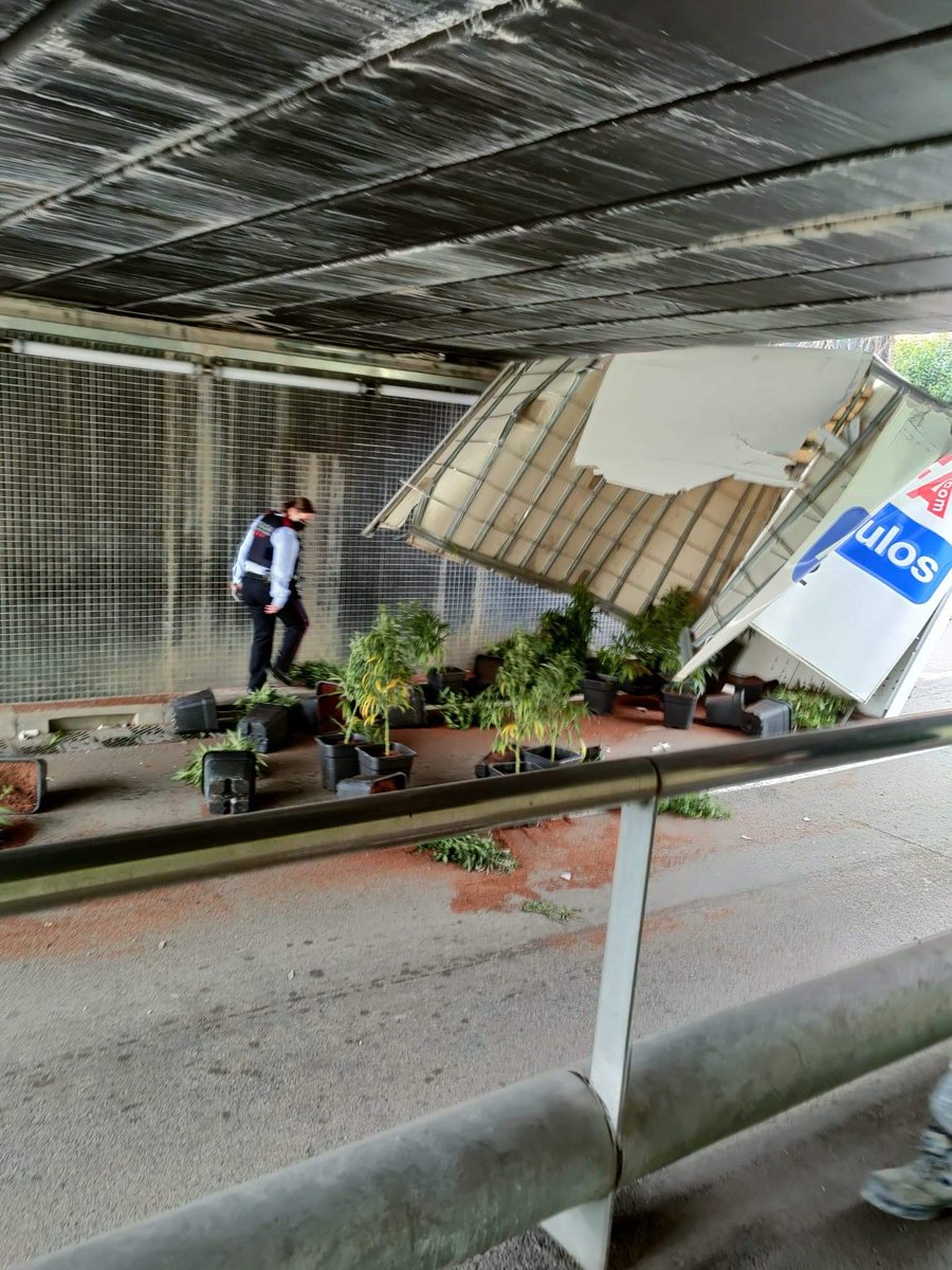 antiradarcatala's tweet photo. Accident aquesta tarda a Gavà al túnel del l'avinguda Bertran i Güell sentit mar. Un camió carregat de plantes de marihuana ha topat amb el sostre del túnel perdent part de la càrrega. Ni en una pel-lícula, la realitat sempre supera la ficció. https://t.co/2a5aMxgXQE