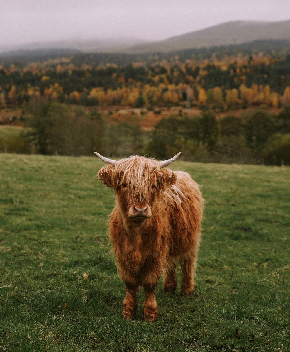 paskho's tweet image. What you choose to wear has an impact on the planet. And it’s on us to make that impact as small as possible to make sure our furry friends and fields are thriving like this. 🌱  

Photo by jessicasteddom (Instagram).