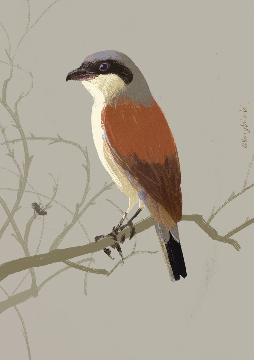 GiuseBraghiroli's tweet photo. Finita la sua giornata di posa come modella, la #Averla piccola, può tornarsene tra i rovi per una cena a base di insetti.
Io invece mi apro una birra.
#illustration #workinprogress #mywork #workinprogress #birdwatching #birds #nature #oasi #oasicronovilla #WWF https://t.co/notoE9VLwt