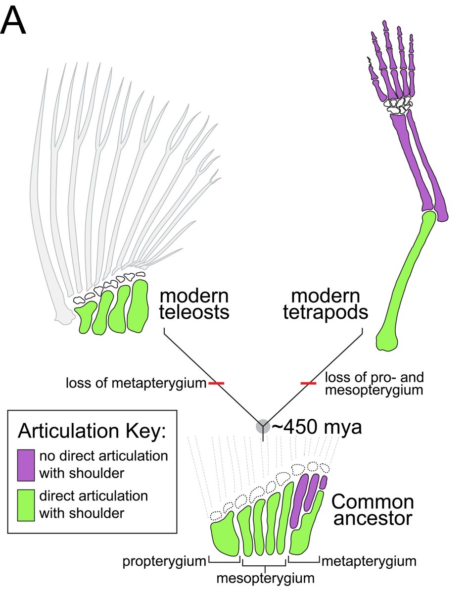 Fins and limbs have very different skeletal patterns. Limbs are complex, while fins are simple. Teleost fishes have especially simple fins & have no distally articulating bones. This is despite both descending from a common ancestral fin in the ancestor.