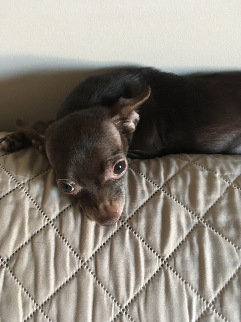 Not_That_Jen's tweet photo. #AOClied about nothing at all. Here’s my rescued chihuahua Penny https://t.co/xRD3vfnIfm