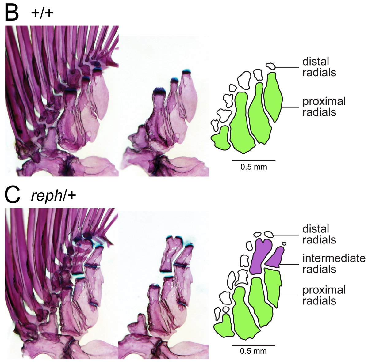 To investigate the genetic basis of these differences, we used a forward genetics approach to find zebrafish mutants that break the simple teleost mold. And we found them! The rephaim mutant makes a fin with new bones in the middle of the fin.