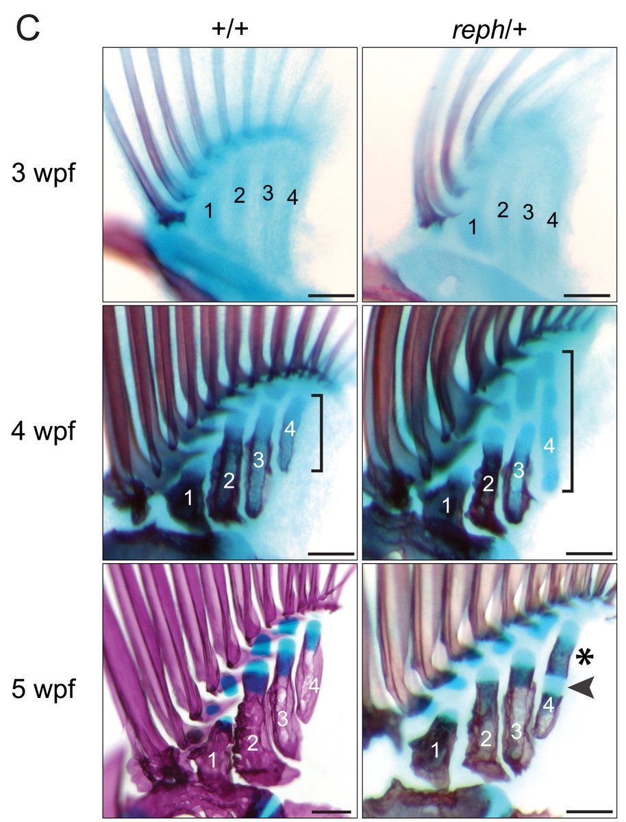 We tracked when these bones appear in development and found that they arise through the splitting of an initially connected condensation. This splitting process is similar to how the bones are segmented in the limb.