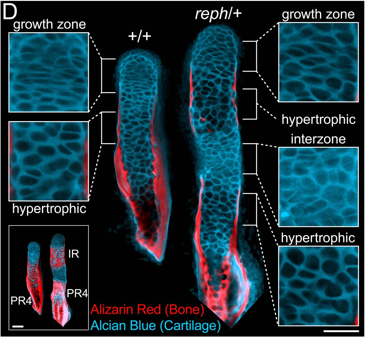 We tracked when these bones appear in development and found that they arise through the splitting of an initially connected condensation. This splitting process is similar to how the bones are segmented in the limb.