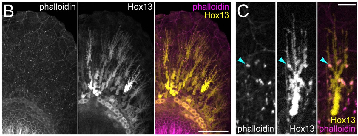 The distribution of F-actin in the fin was interesting, lots of little dots all through the fin fold. We discovered that these dots are located where the support fibers of the fin fold interact with migratory cells that express hox genes.