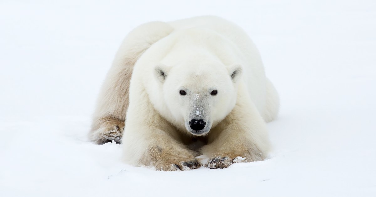 Polar Bears International tweet media