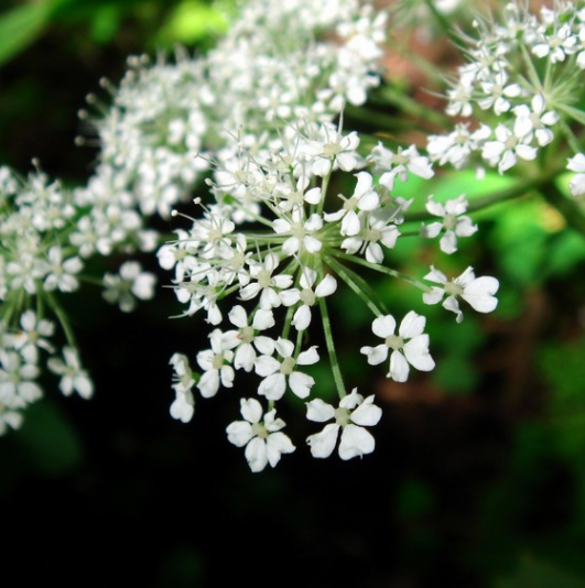 болотник болотный. трава 5 ног. лапчатка белая серебристая. трава 5 ног. декоративная трава japanisches bluegrass.