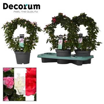 voortpotplanten's tweet photo. AANBIEDING | Voor deze en volgende week hebben we een hele leuke aanbieding. We hebben verschillende vormen verkrijgbaar. Deze zijn zowel op vorm verkrijgbaar als in een mixtray. En let op: Zolang de voorraad strekt!
#Azalea #Decorum #DecorumCompany #Aanbieding https://t.co/AwOjlvHxwu