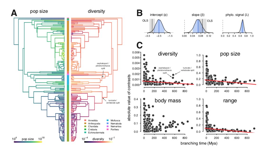 I then was curious whether this across-species relationship was significant accounting for phylogeny. Generally, PCMs have not been widely used in across-taxa popgen (). Using phylo mixed-effects models, I find it is significant (B) with some other interesting things going on.