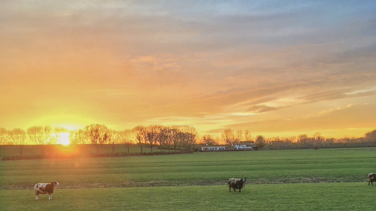 Saying hello to the #sheep while they are enjoying the warmth of the #sunset 😊