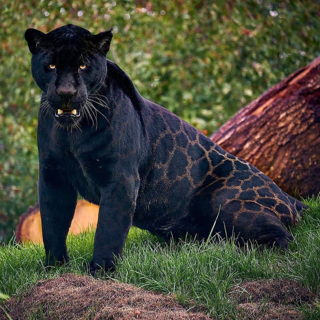 Jaguar Vs Panther