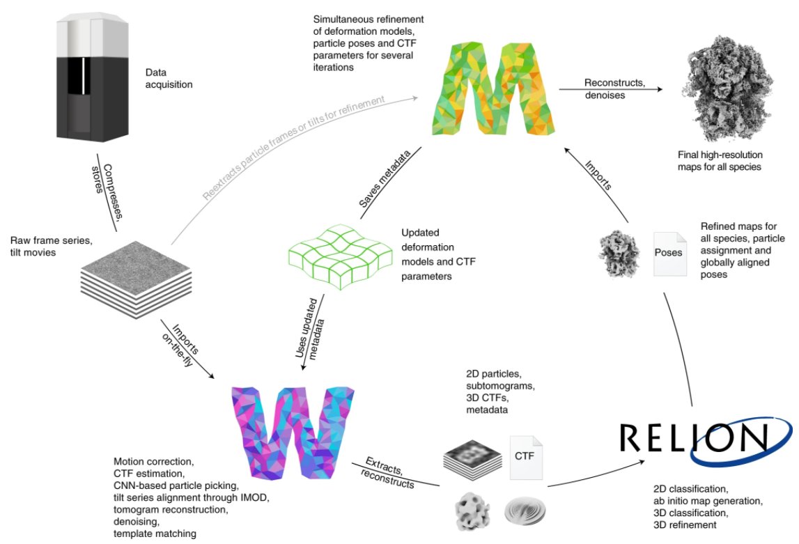 The software M establishes a reference-based multi-particle refinement framework for cryo-EM data. Combined with CTF correction and map denoising, M enables residue-level structure determination inside cells. From  Mahamid group, @cramerlab and @dtegunov. nature.com/articles/s4159…