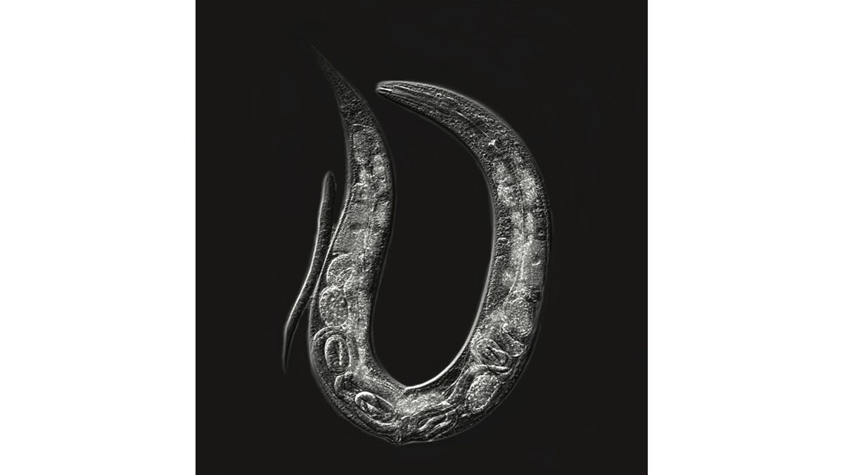 CNRS Biologie (@cnrsbiologie) on Twitter photo #ResultatScientifique 🔎 | Bases moléculaires du sacrifice maternel chez le nématode C. elegans
▶️ insb.cnrs.fr/fr/cnrsinfo/ba…
🤝 <a href="/CNRS/">CNRS 🌍</a> <a href="/CNRS_DR20/">CNRS Côte d’Azur</a> <a href="/Univ_CotedAzur/">Université Côte d'Azur</a> <a href="/Inserm/">Inserm</a> @ibvnice
✍️ <a href="/c_braendle/">Christian Braendle @braendle.bsky.social</a>
📕 <a href="/ScienceAdvances/">Science Advances</a> | DOI.org/10.1126/sciadv… #ResultatScientifique 🔎 | Bases moléculaires du sacrifice maternel chez le nématode C. elegans
▶️ insb.cnrs.fr/fr/cnrsinfo/ba…
🤝 <a href="/CNRS/">CNRS 🌍</a> <a href="/CNRS_DR20/">CNRS Côte d’Azur</a> <a href="/Univ_CotedAzur/">Université Côte d'Azur</a> <a href="/Inserm/">Inserm</a> @ibvnice
✍️ <a href="/c_braendle/">Christian Braendle @braendle.bsky.social</a>
📕 <a href="/ScienceAdvances/">Science Advances</a> | DOI.org/10.1126/sciadv…