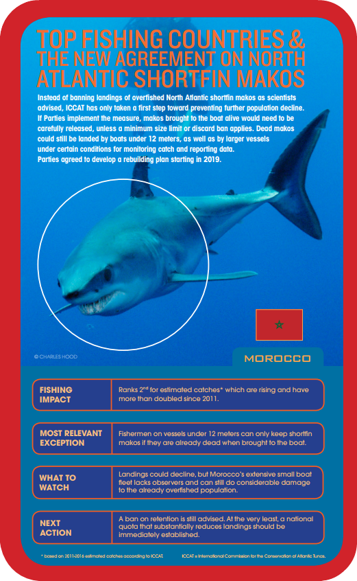 dominocean's tweet photo. Portugal 🇵🇹 joins Spain 🇪🇸 in making a long-awaited move to protect the shortfin mako. The combined actions of these two fishing powers could just turn the tide for this endangered species. Will Morocco 🇲🇦 follow suit? 👏👏👏👏 #SharkLeague https://t.co/Axv6DeuKVB #MakeTime4Makos https://t.co/bhvgaUOt9Y